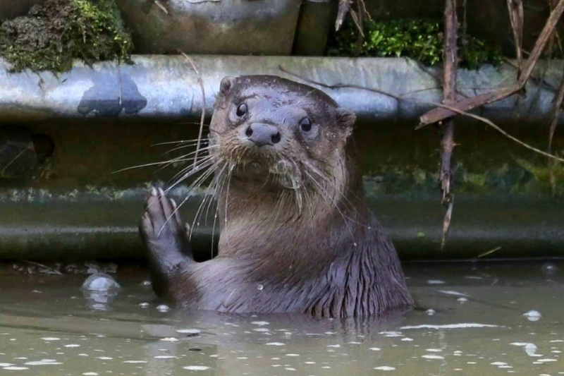 A sheepish looking otter in the canal