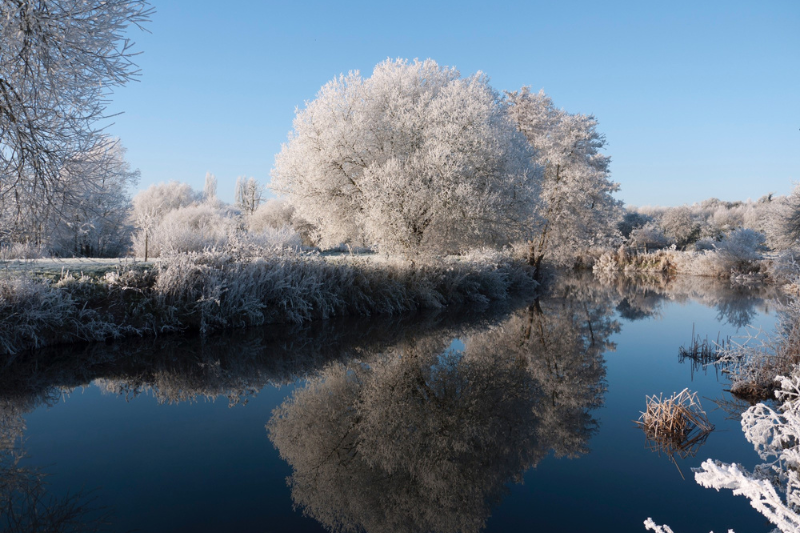 Frozen trees reflected on the still waters of a river