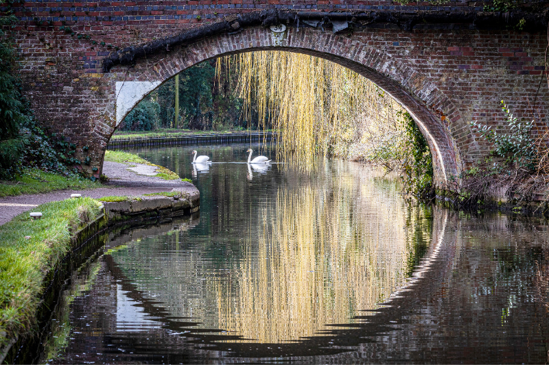 A bridge over a canal with swans and a weeping willow reflected in the water