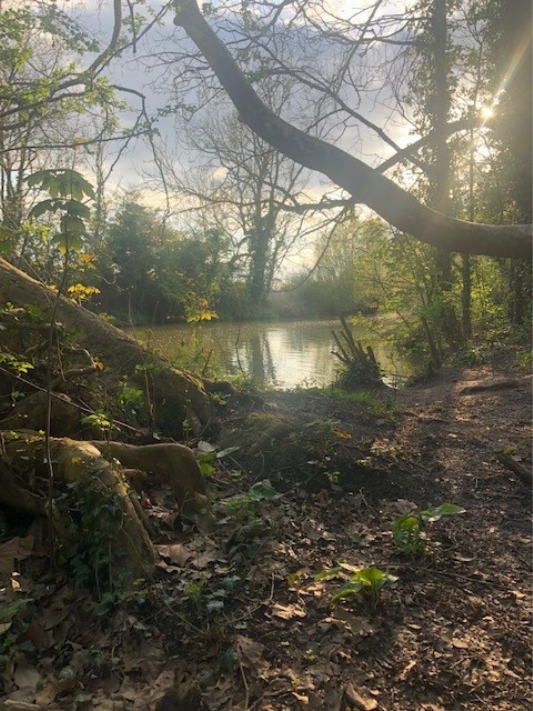 Tree roots, branches and foliage next to a river