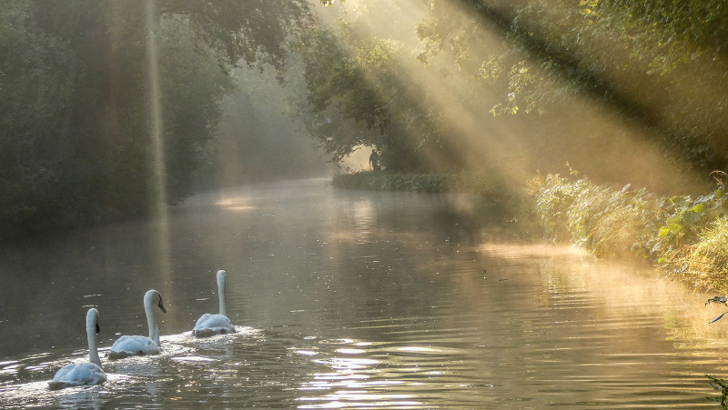 Swans on the canal in ethereal rays of sunshine
