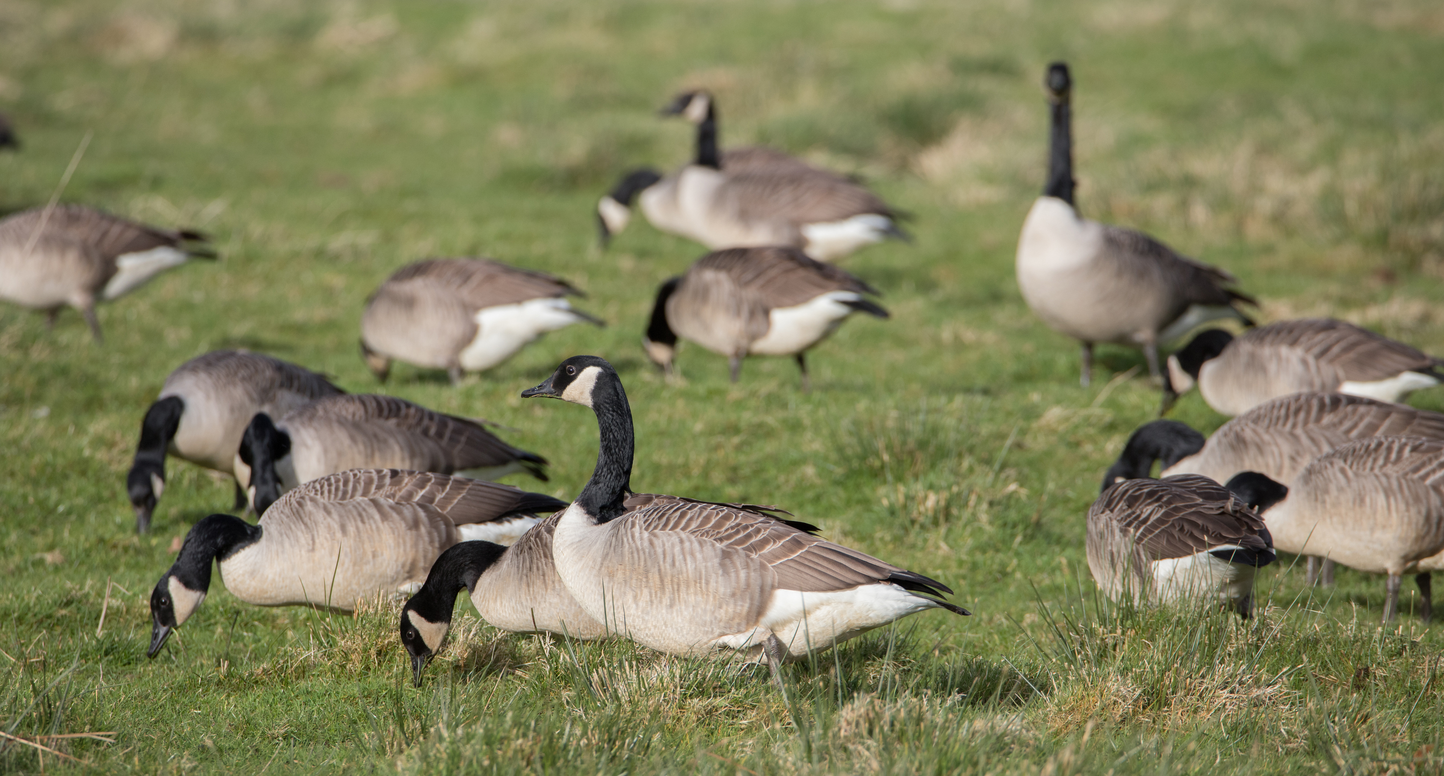 An update on Avian Flu in Warwickshire - January 2023