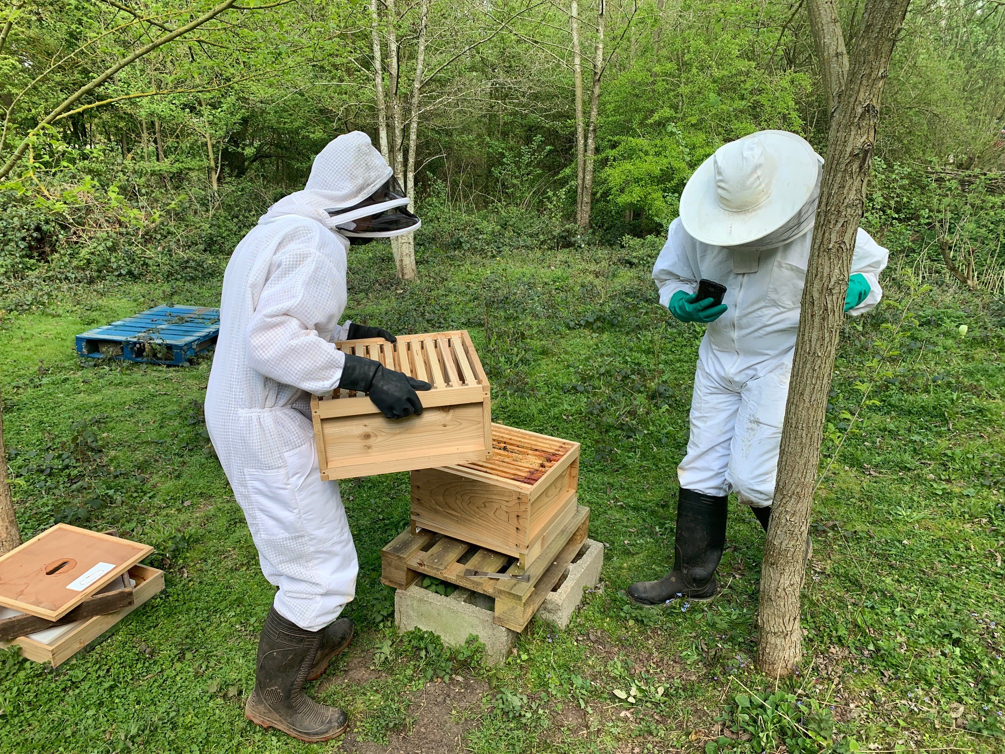 Two rangers attend a hive at Warwickshire County Council's Ryton Pools Country Park