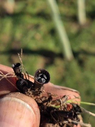 Birds Nest Fungi