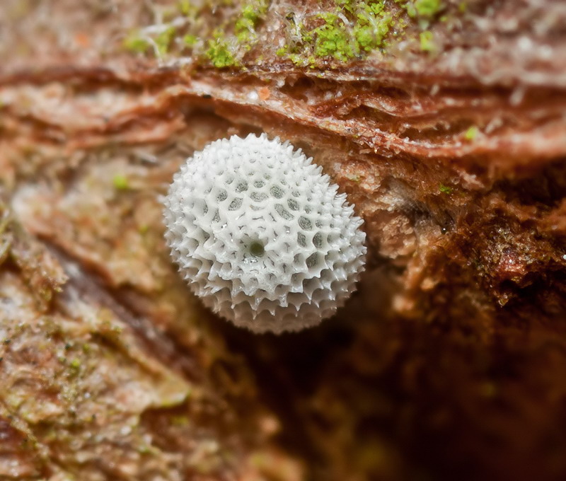 A Brown Hairstreak butterfly egg. The egg is white and round, on a treetrunk.
