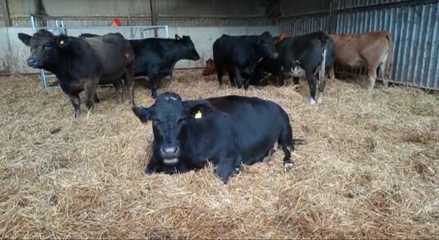 Cows in the hay