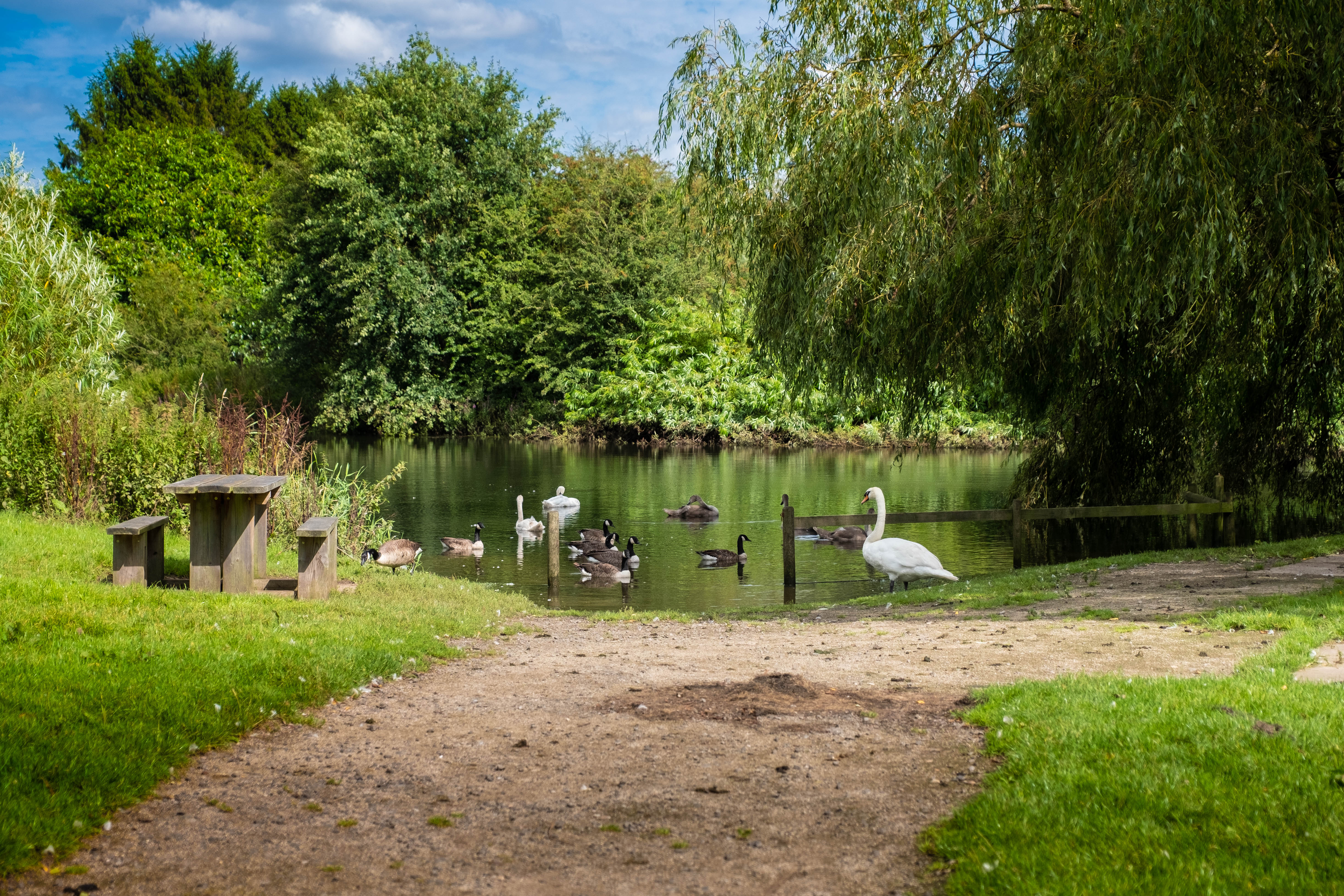 A path leading to a lake at Kingsbury Water Park. Ducks, Swans and geese appear on the water.