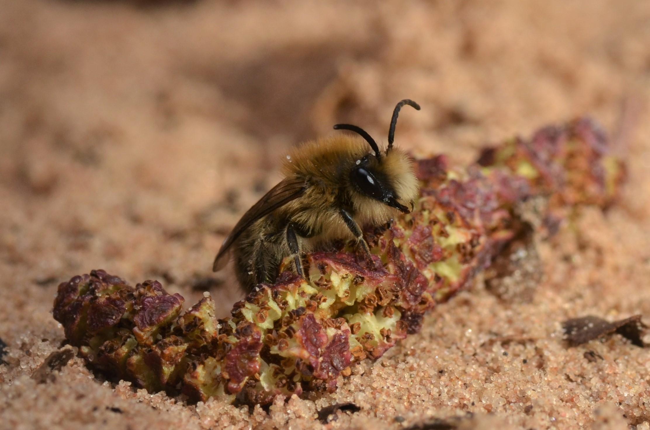 A photograph of a Spring Plasterer Bee (Colletes cunincularius)