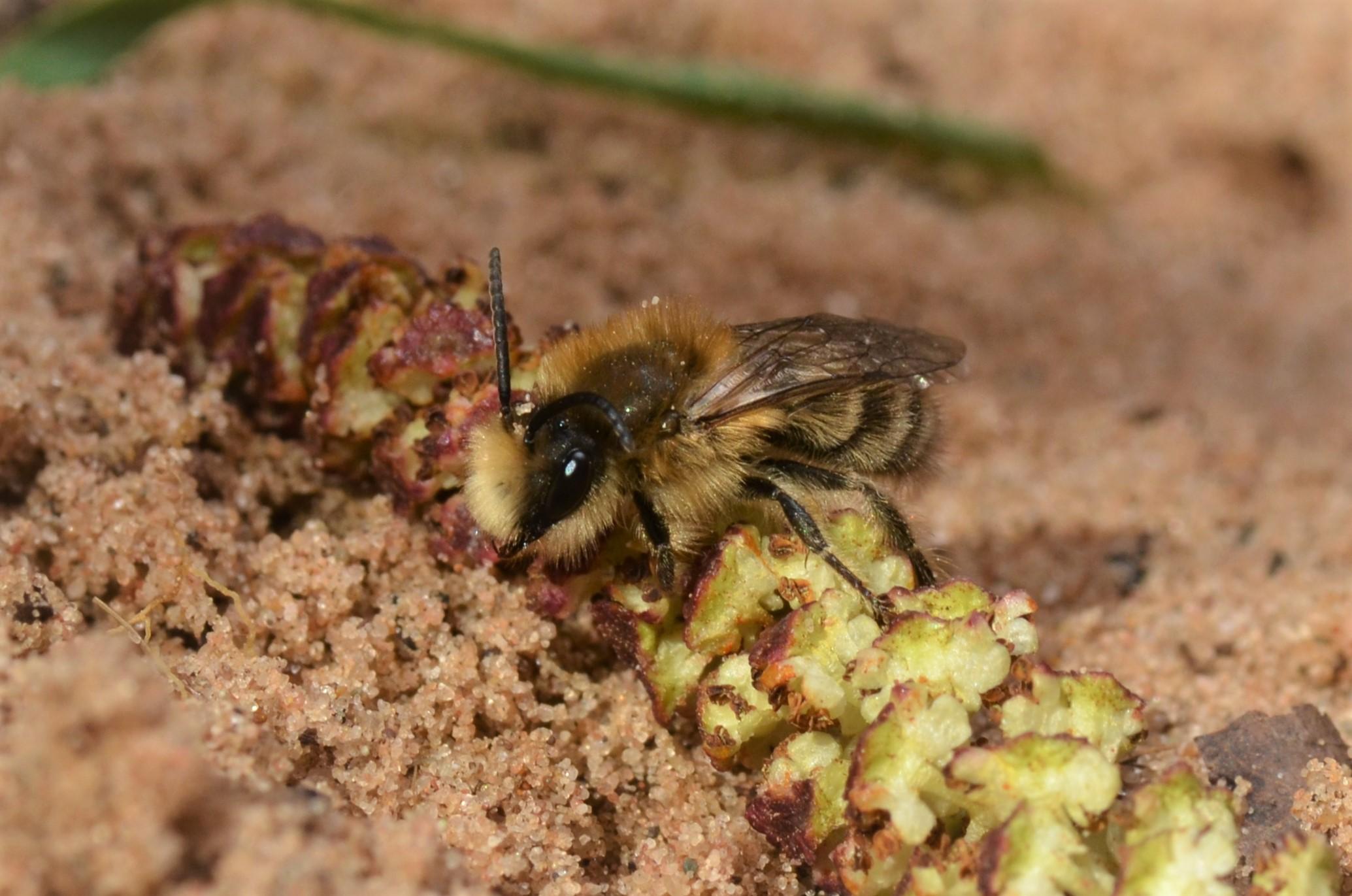 A photograph of a Spring Plasterer Bee