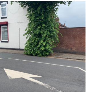 Picture of a tree displaying epicormic growth