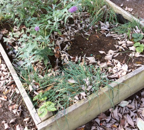 Plants growing in a raised bed.