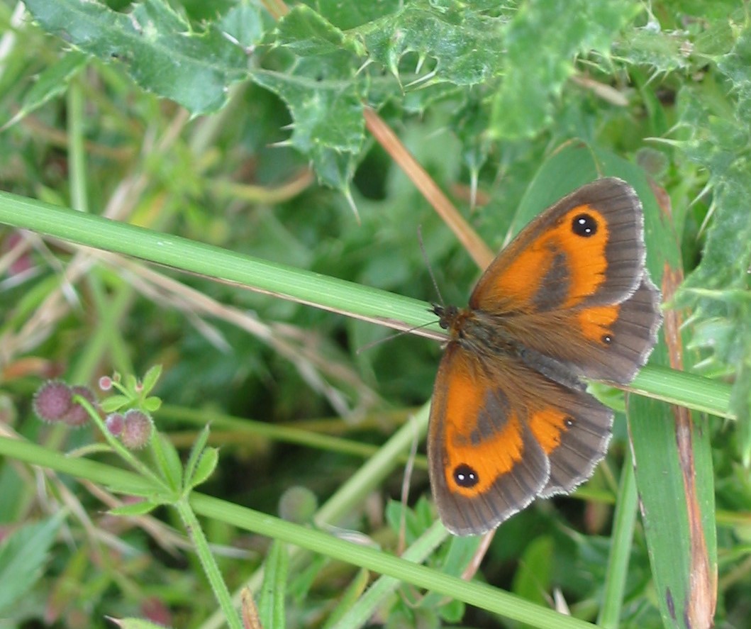 A gatekeeper butterfly, with orange and brown wings featuring dark spots.