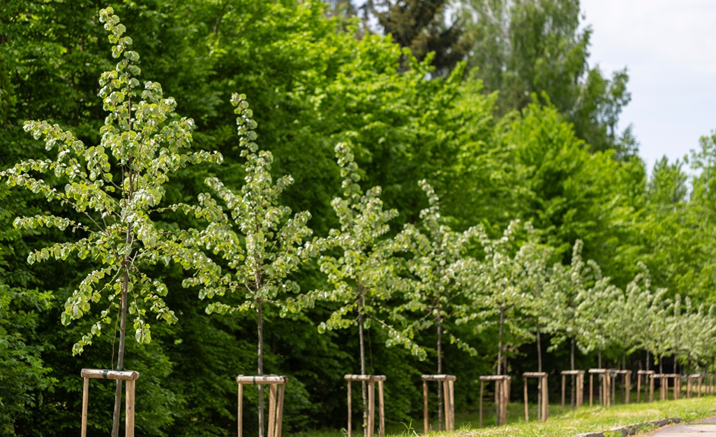Warwickshire’s High Sheriff plans to plant 689 trees across Warwickshire