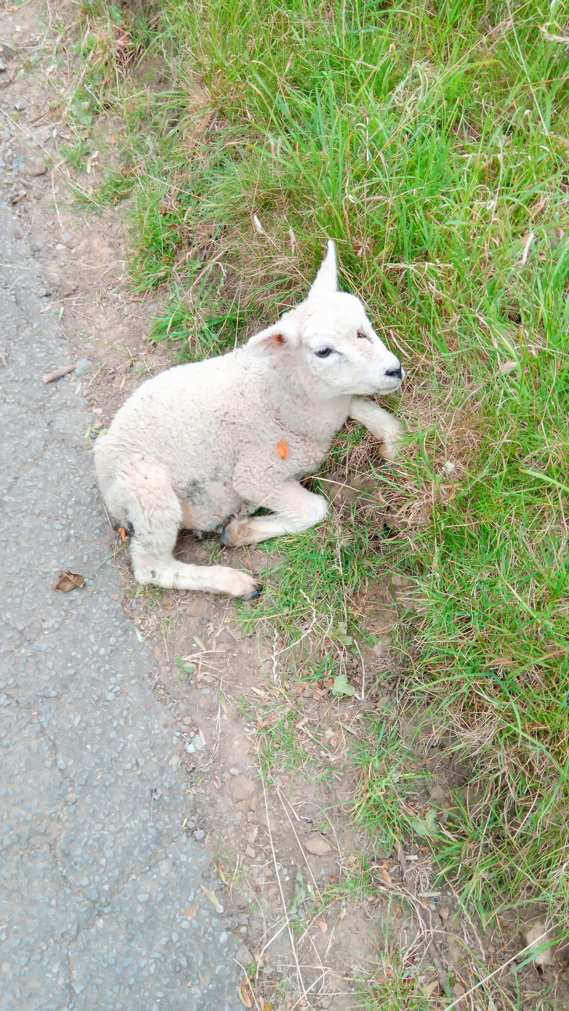 A lamb injured by a car at Burton Dassett Hills