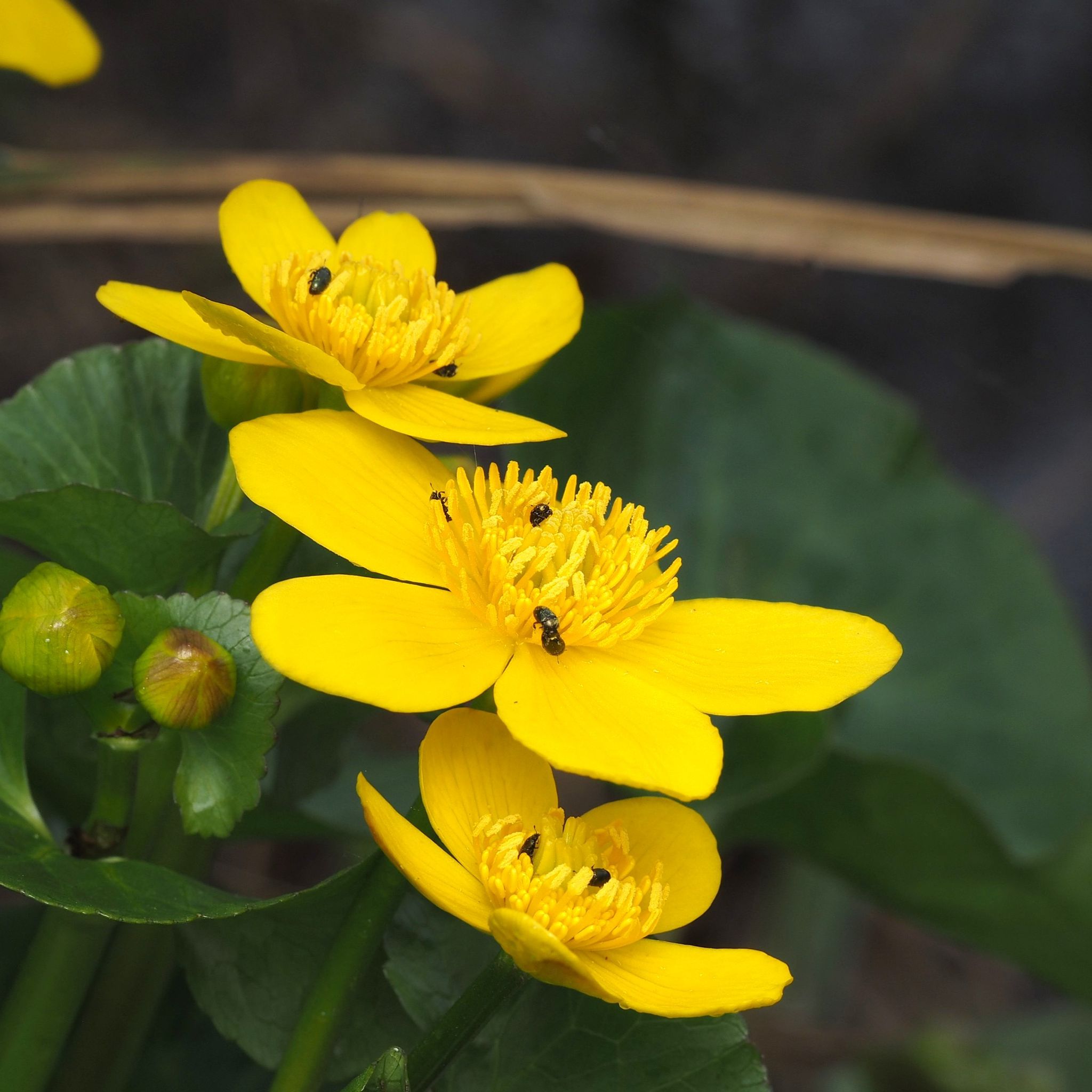 Marsh marigolds