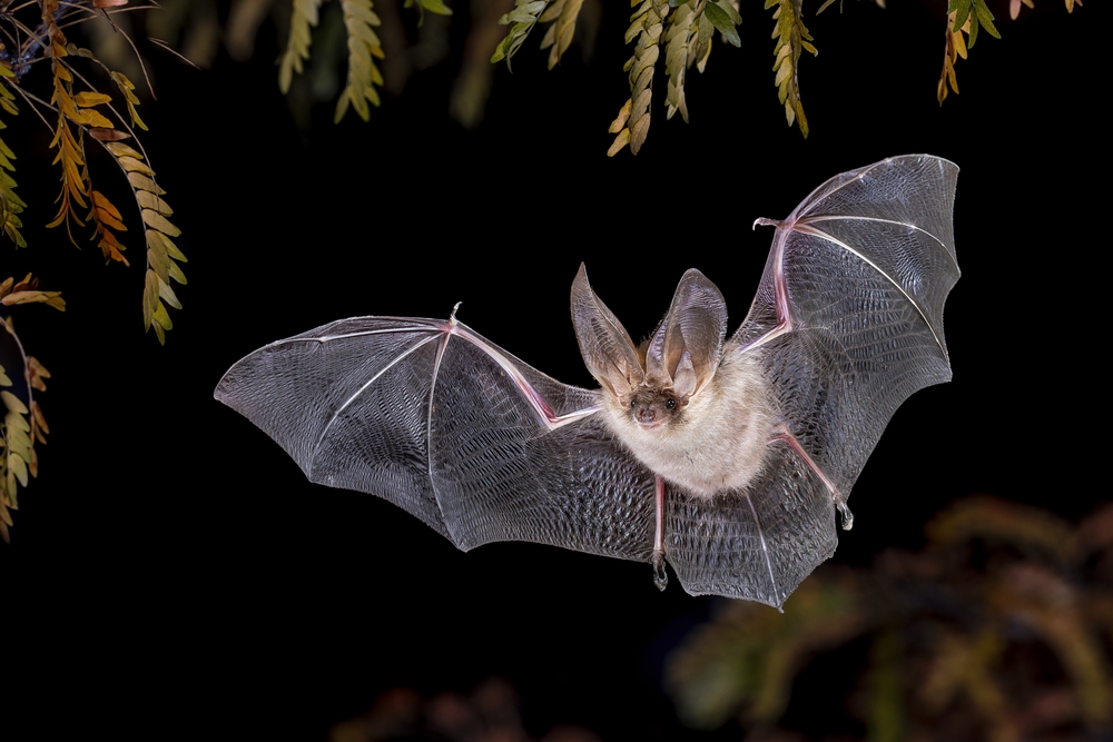 InternationalBatNight2025