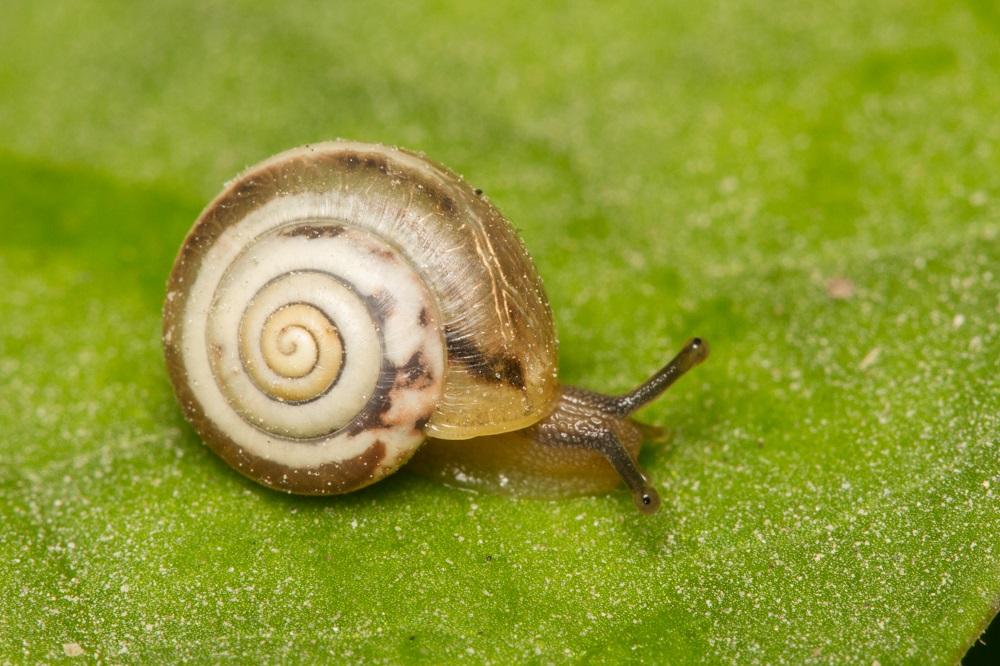 Photograph of a Kentish Snail
