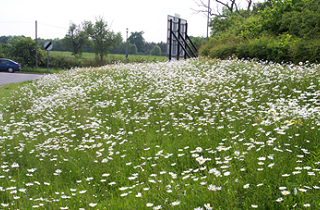 Landscape maintenance, Warwick Technology Park