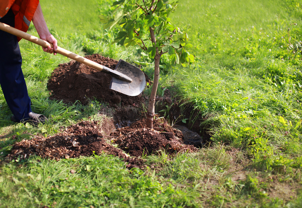 Growing a greener Warwickshire –
Tree planting season 2022/23