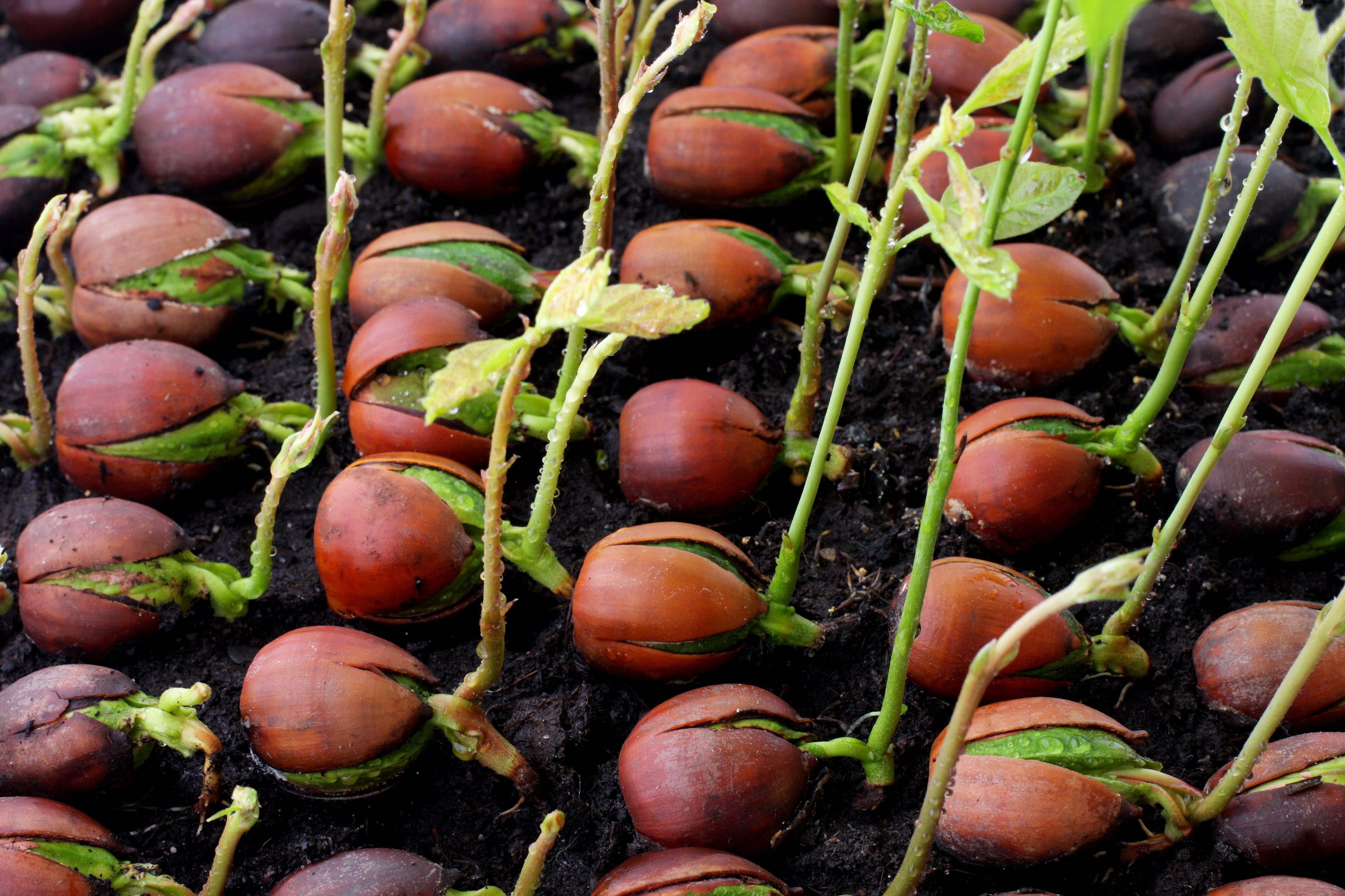 20,000 Acorns in the ground as
Warwickshire’s Tree Nursery takes root