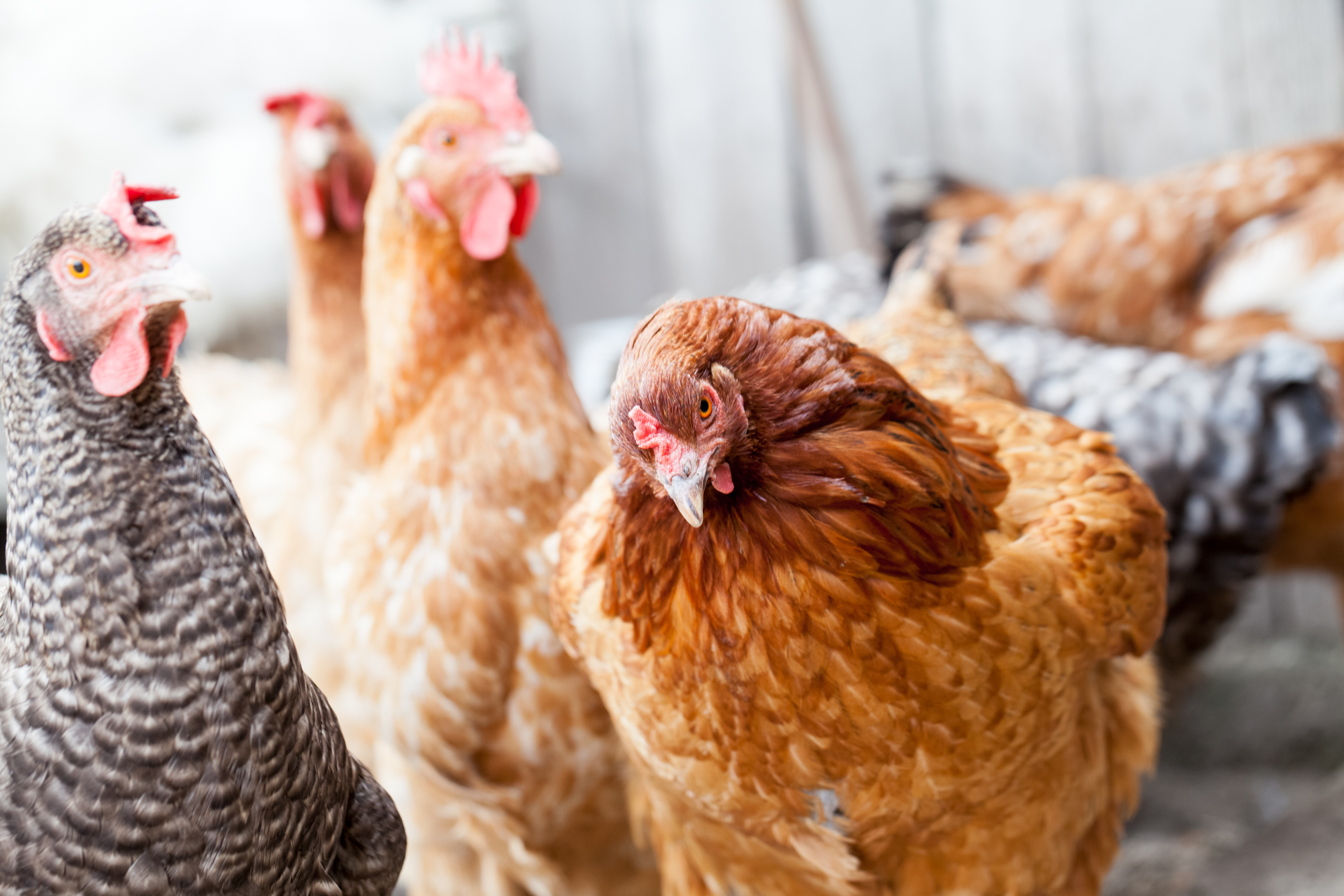 Update on Avian Flu in Warwickshire