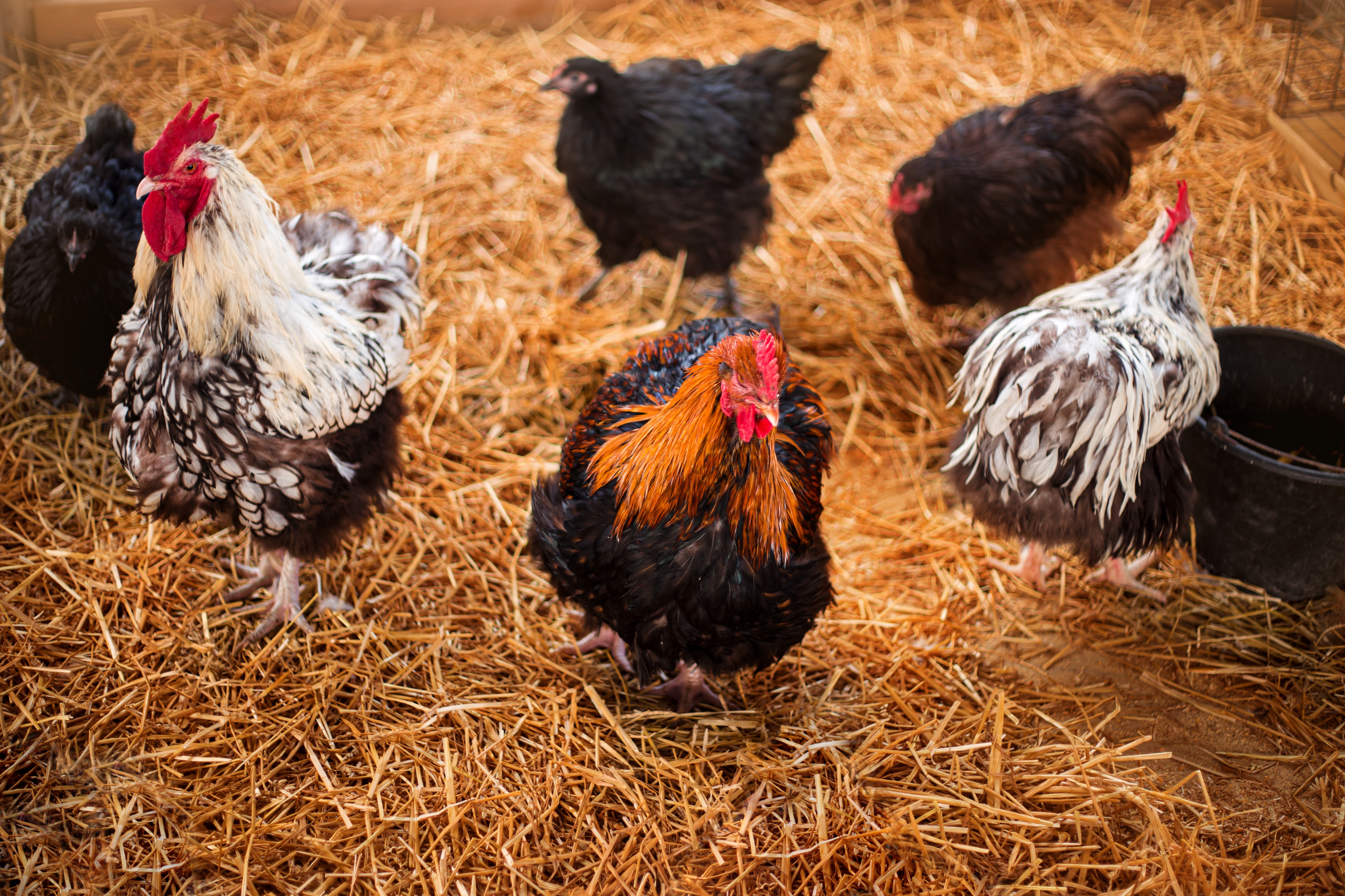 Chickens in barn