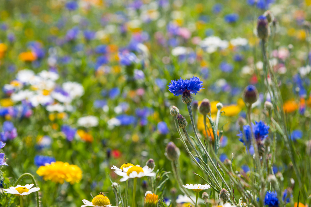 Green Shoots Community Climate Change Fund: Wildflower corridor in Warwick Hospital