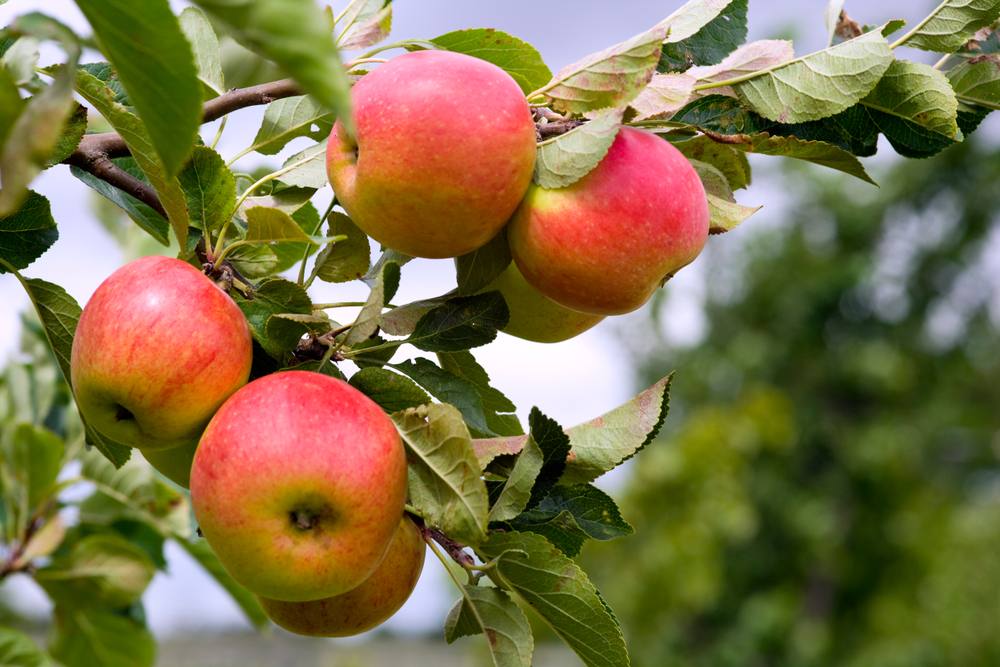 Green Shoots Community Climate Change Fund: Sydenham Memorial Orchard