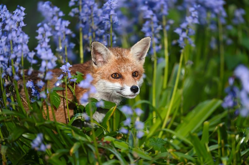 NatureRecoveryStrategy_April26Cabinet