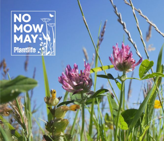 Make a stand for biodiversity:
Take part in No Mow May 2023