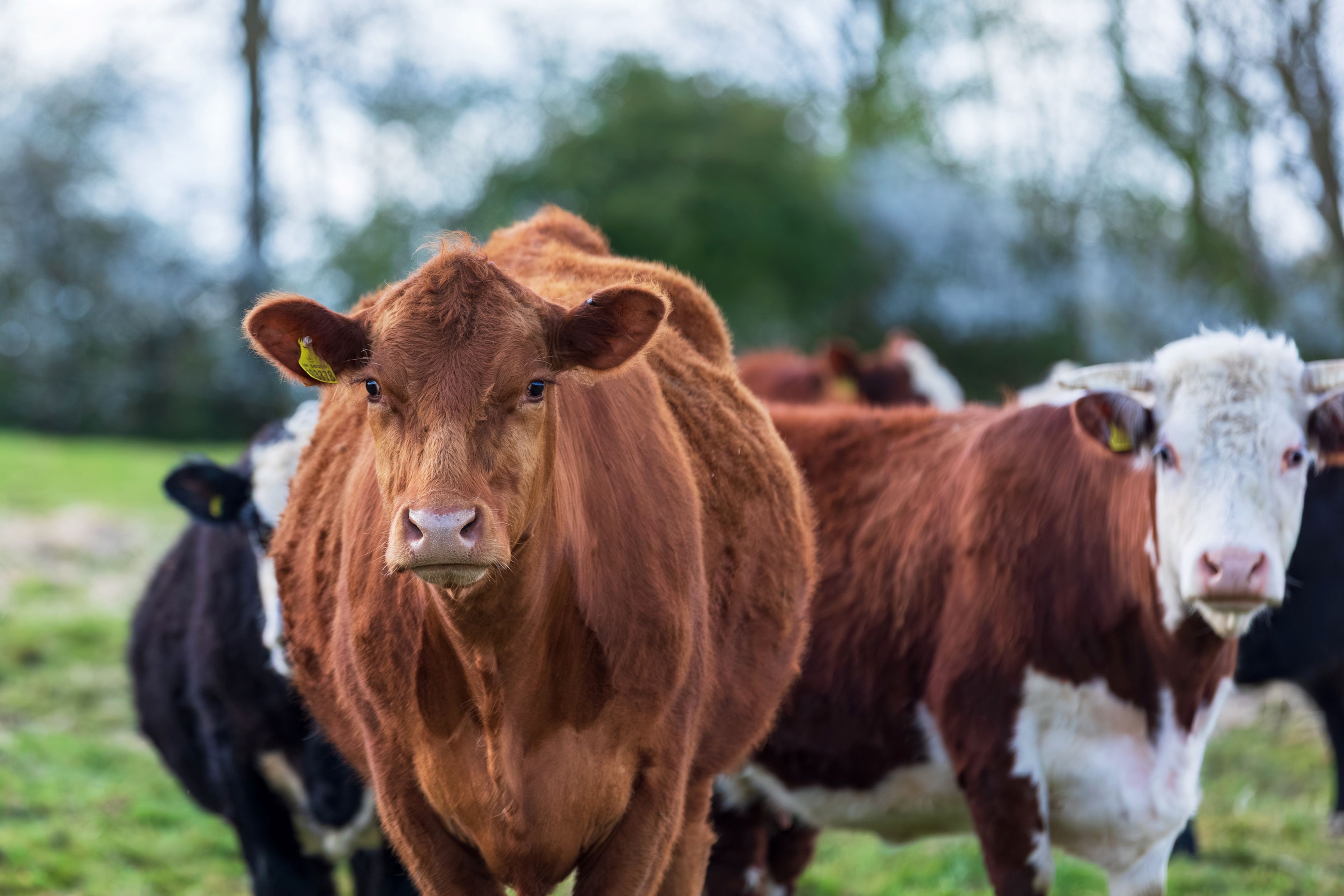 Cows at Paddock Farm
