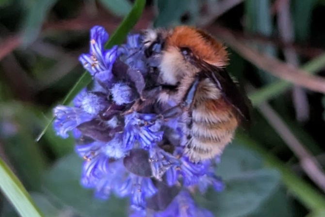 Brown-banded Carder Bee (Bombus humilis)