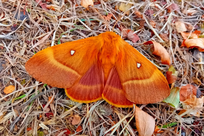 Female Oak Eggar Moth (Lasiocampa quercus)