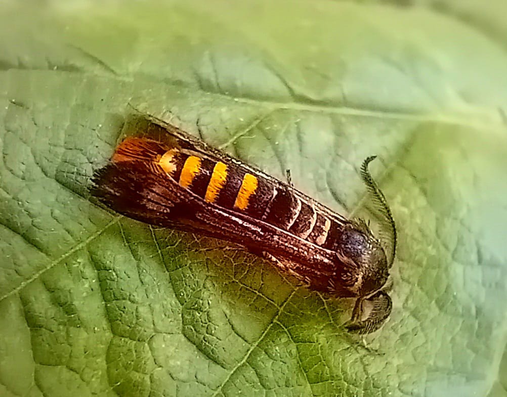Raspberry Clearwing