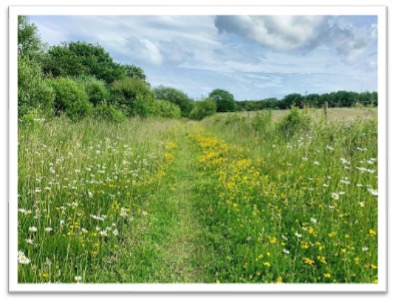 Wildflower meadow at ryton pools