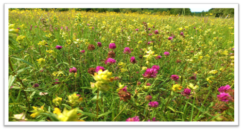 Wildflower meadow at ryton pools