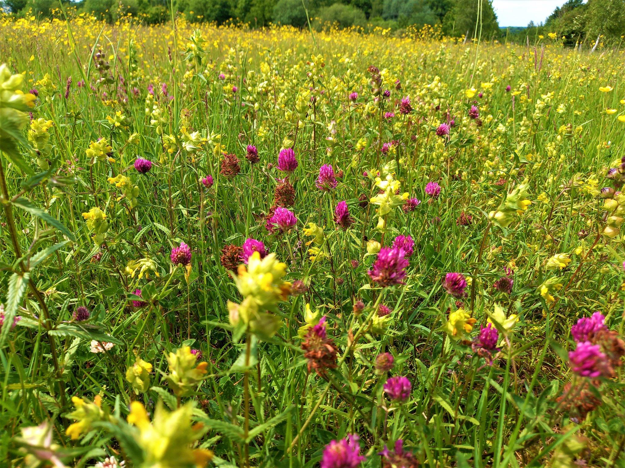 The wildflower meadow in 2023