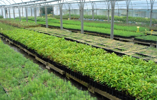 Tree Saplings growing inside a Polytunnel