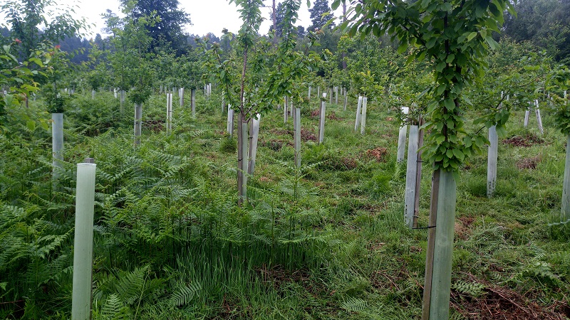 Tree planting in Warwickshire