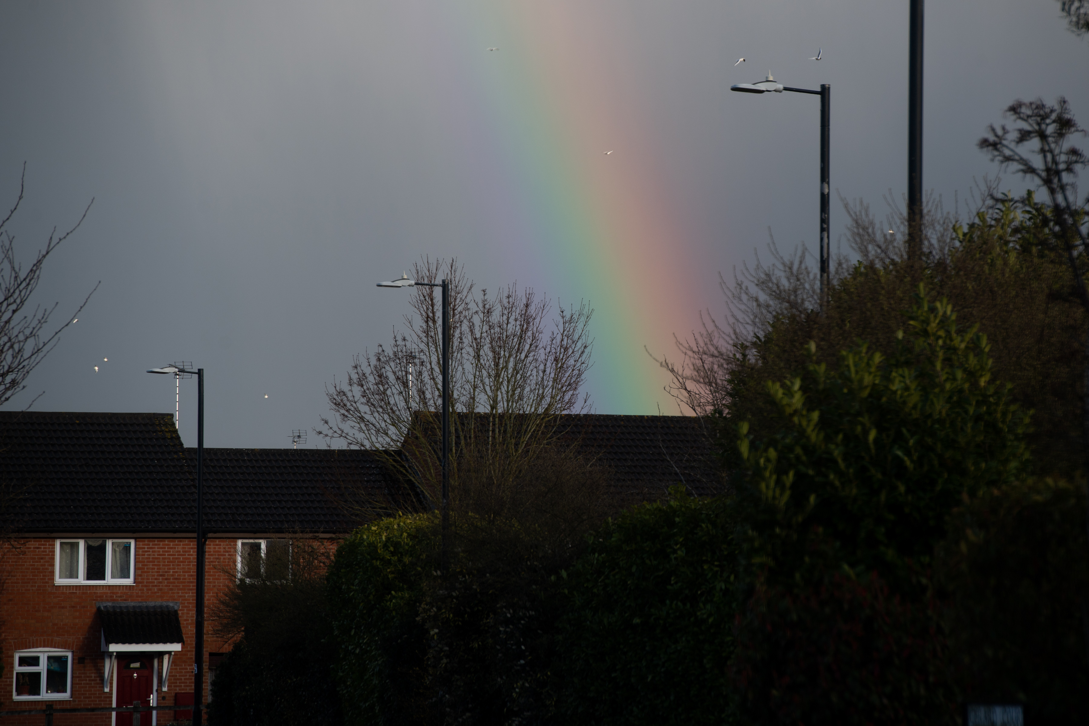 Rainbow emerging over roofs of houses