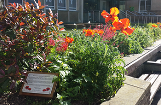 World War I Centenary commemorative planting, Shire Hall, Warwick