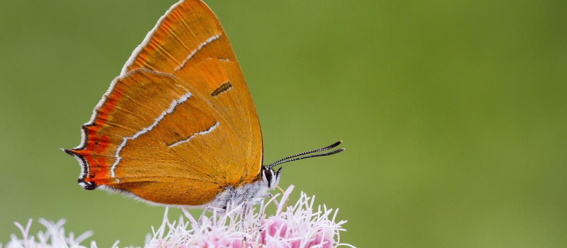 A Brown Hairstreak butterfly, with brown/orange wings.