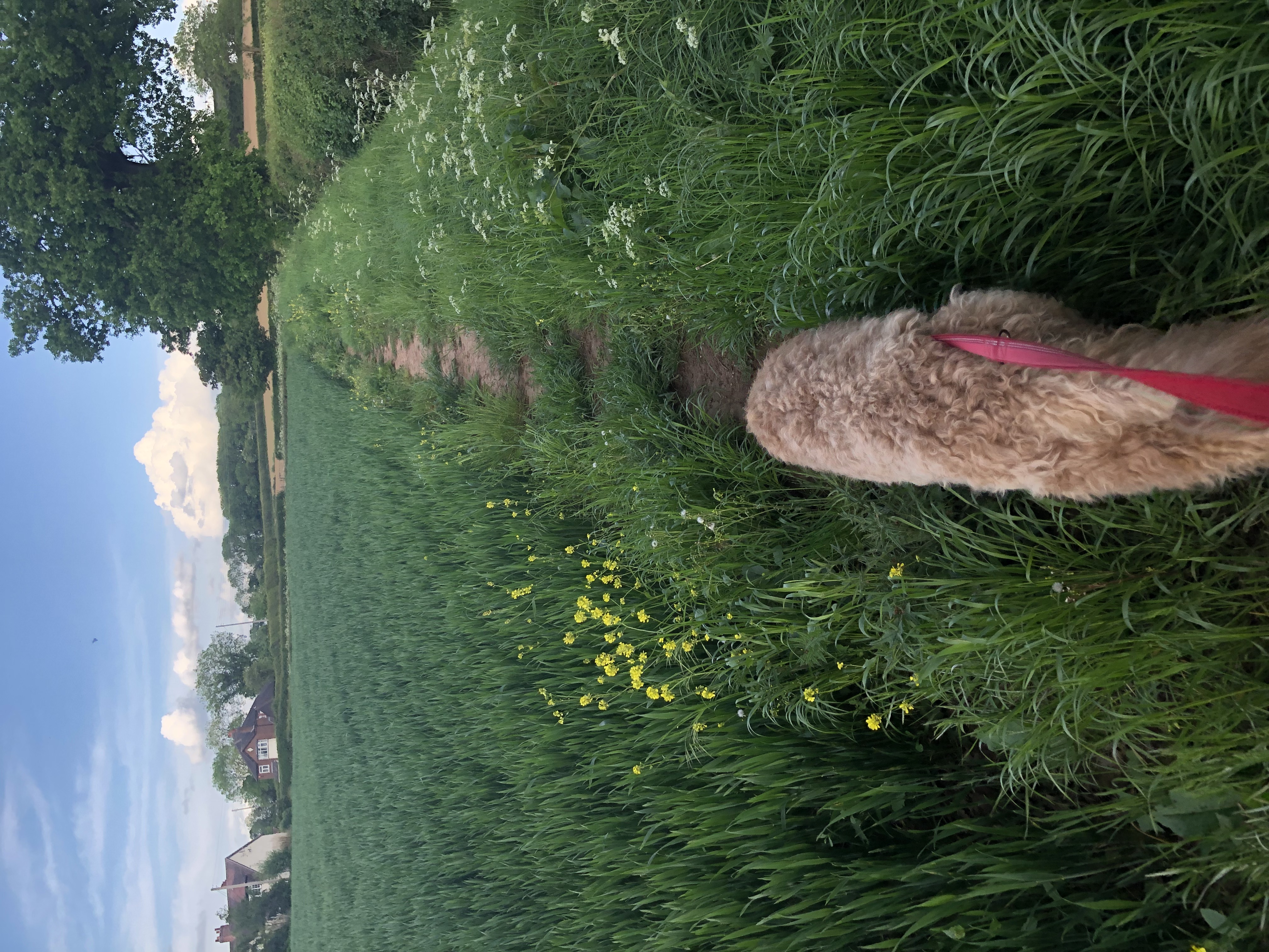 Kate Wilkinson's dog, Digby