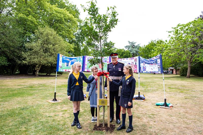Enlgish Oak tree planted