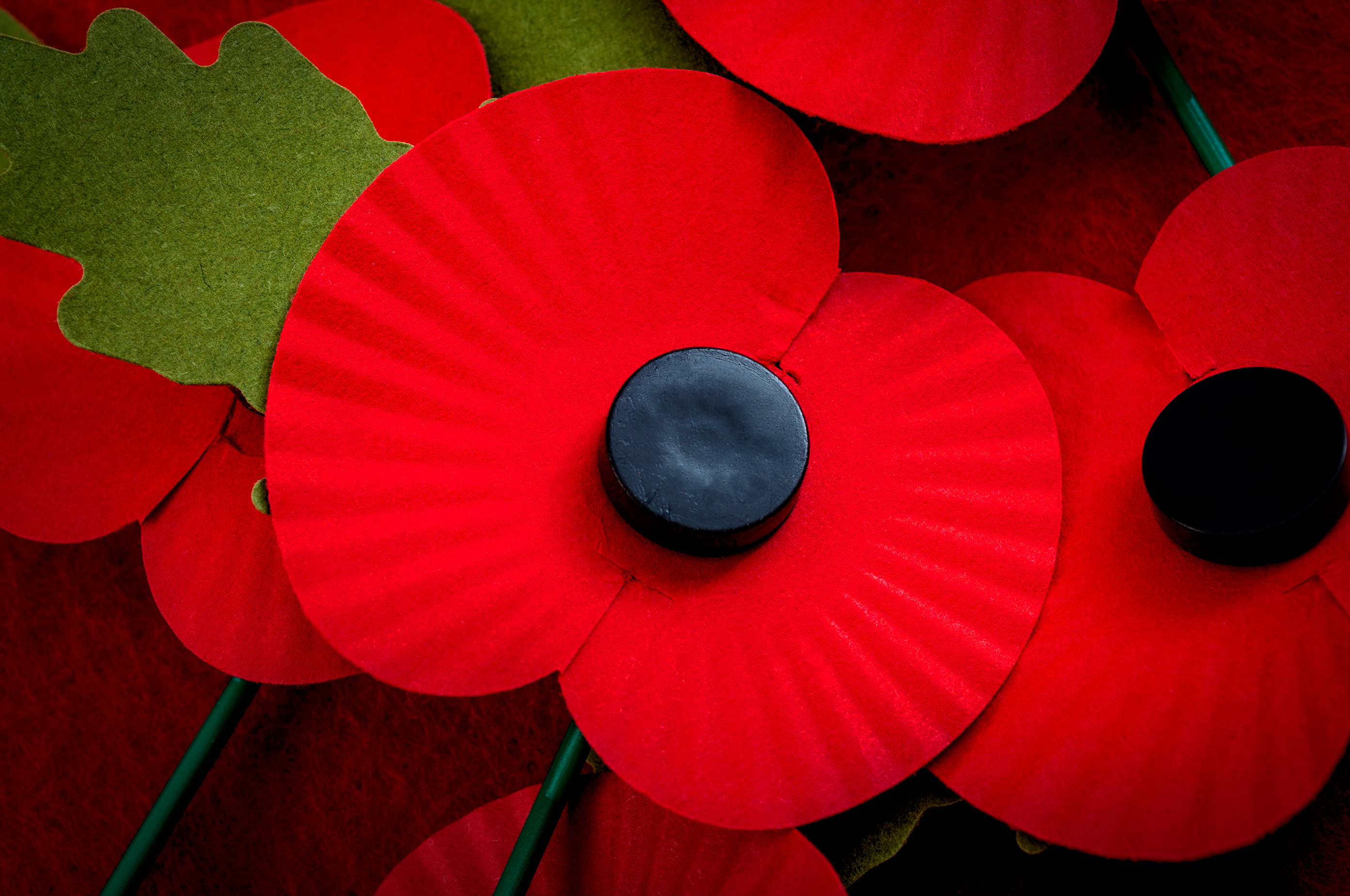 Poppies