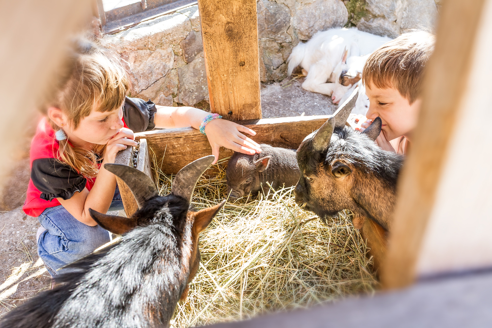 Children at a petting farm