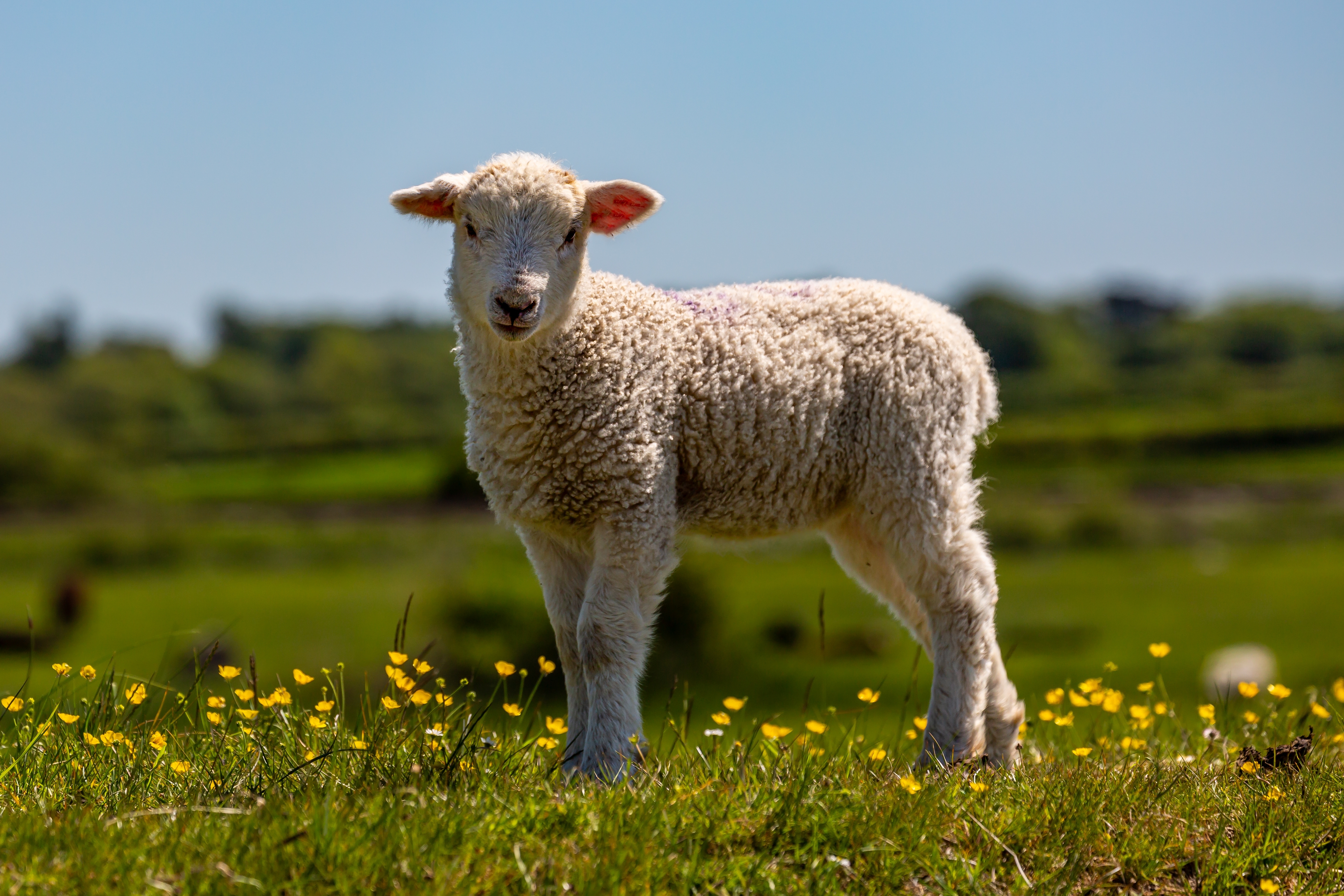 A lamb standing on grass.